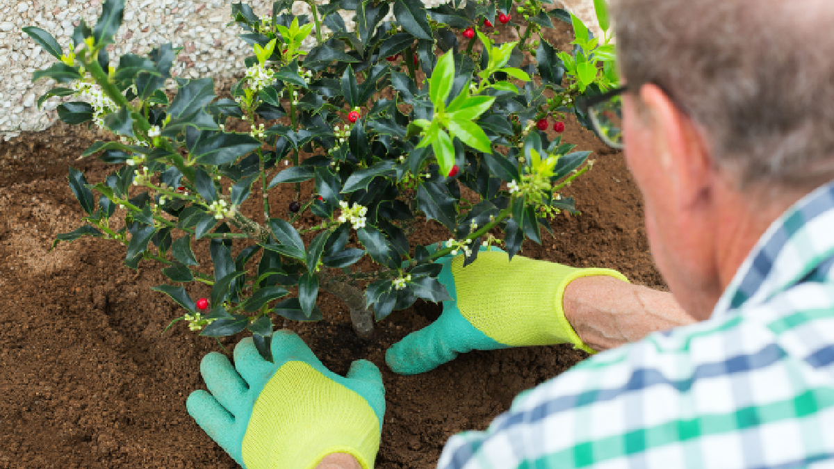 planter un cogniassier