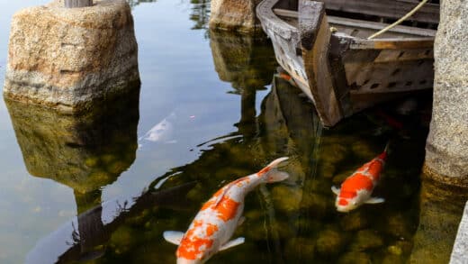 Poissons de bassin : ces erreurs peuvent les tuer en quelques jours