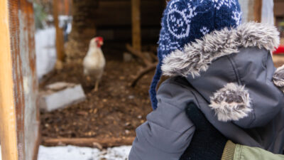 Préparer ses poules pour l’hiver