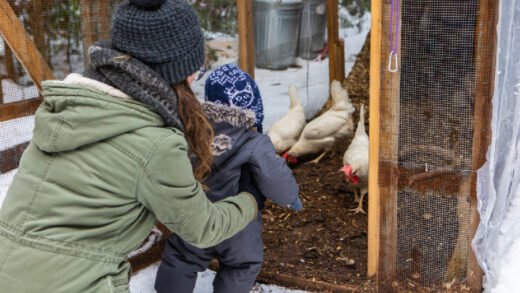 préparer votre poulailler en hiver