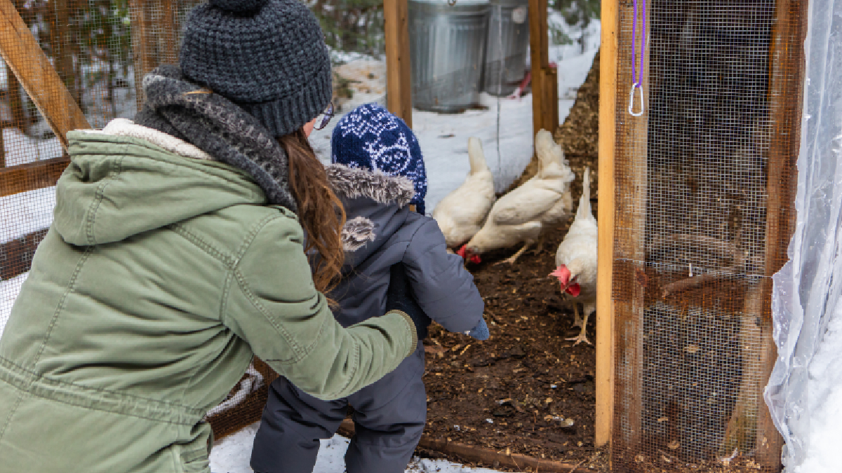 préparer votre poulailler en hiver