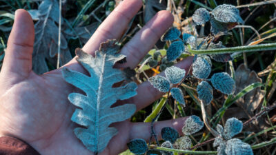 Protéger ces plantes du froid