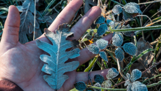 Protéger ces plantes du froid