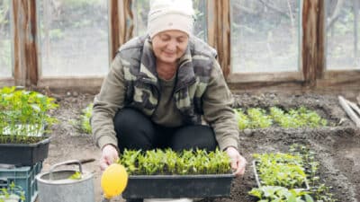 Que planter en novembre au potager