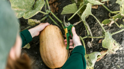 Récolte des courges
