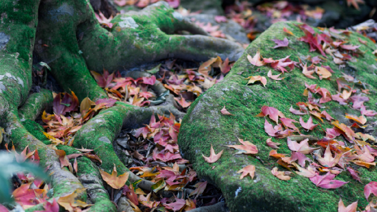 Sous la surface, un monde secret s’active jardin
