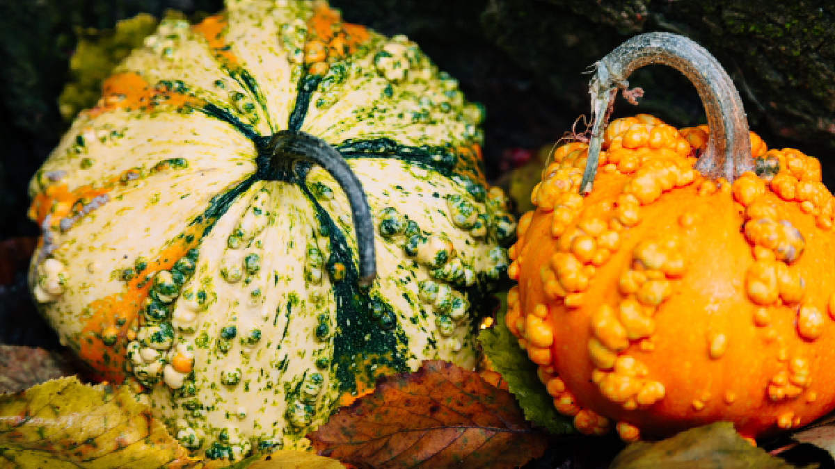 ’univers fascinant des courges