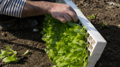Voici pourquoi et comment bien préparer vos planches de culture avant l’hiver