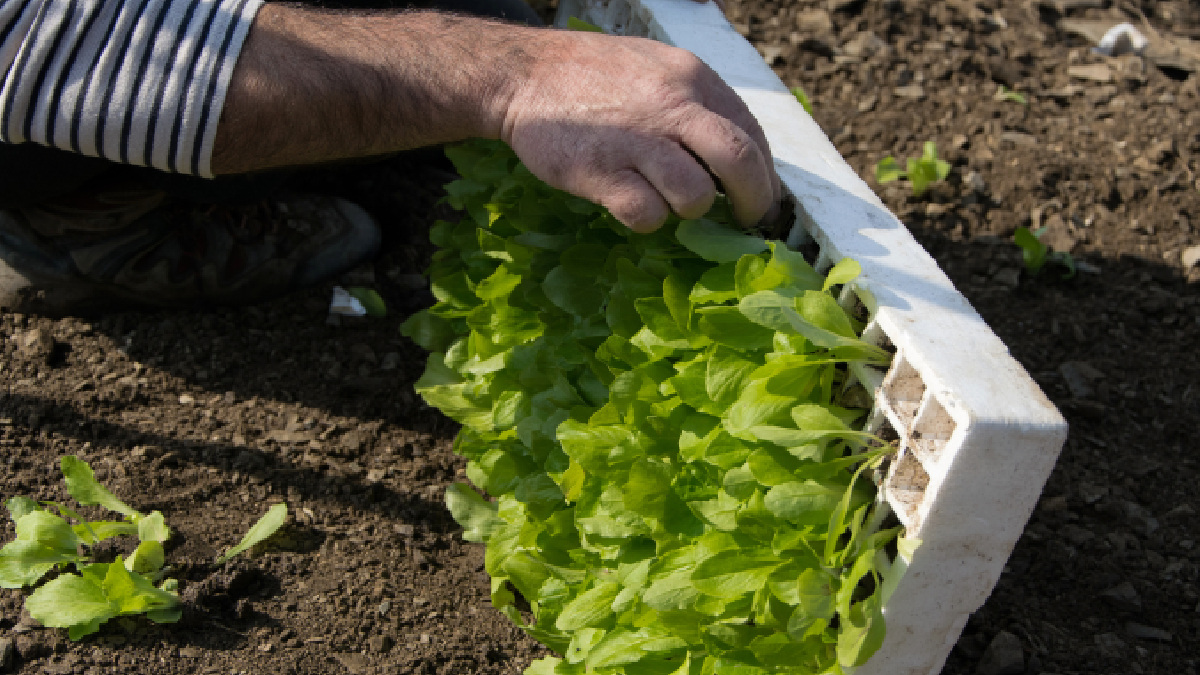 Voici pourquoi et comment bien préparer vos planches de culture avant l’hiver