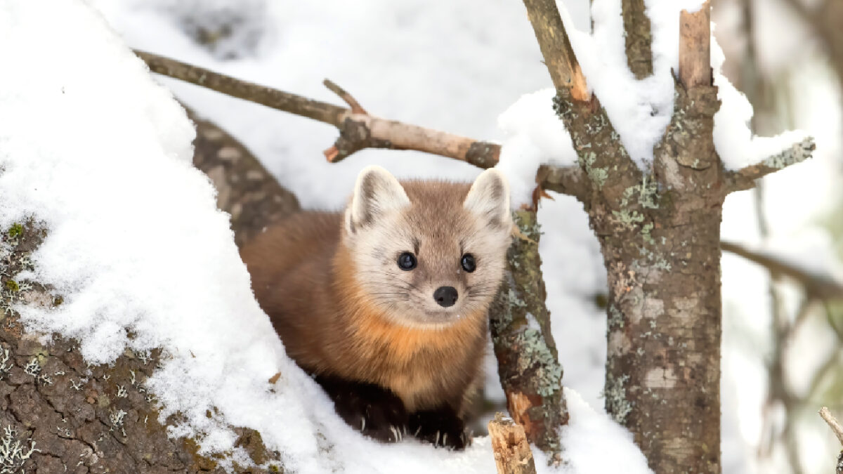 animaux froid
