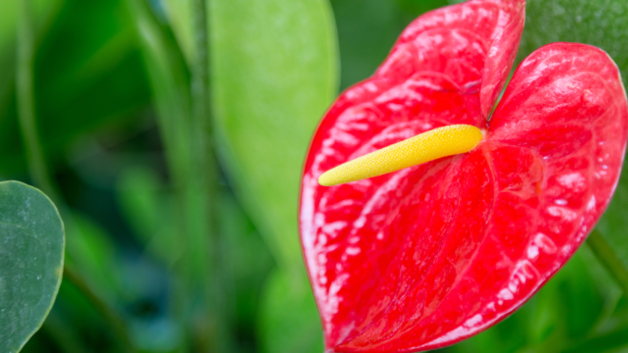 Anthurium