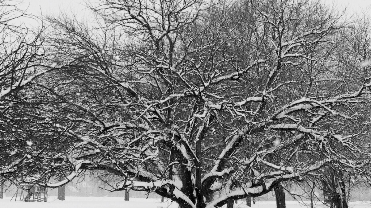 arbres en hiver