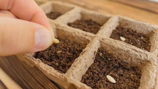 box nature avec graines