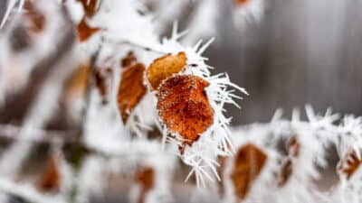 Ces belles plantes qui transforment votre jardin en tableau vivant même sous le gel