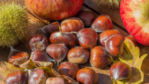 Châtaignes vs marrons