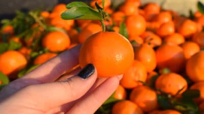 choisir mandarine