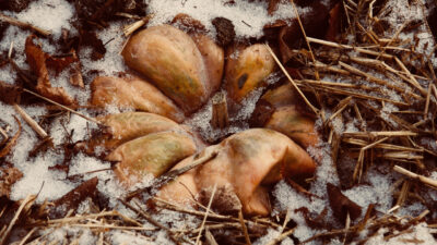 compost d’hiver
