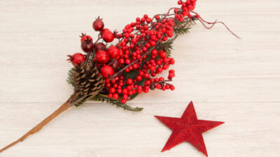 Cornouiller rouge noel