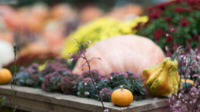 décembre au potager