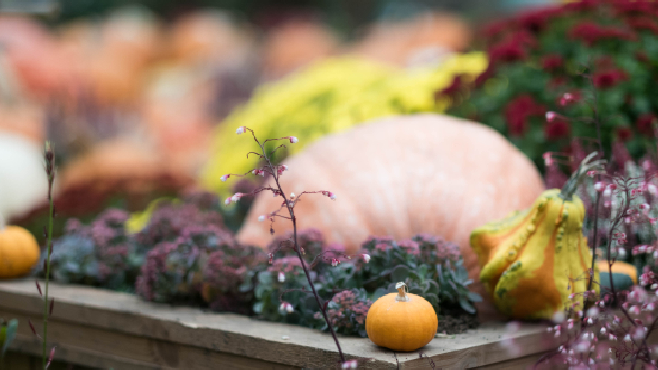 décembre au potager