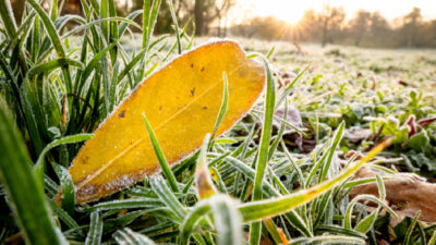 Décembre sans pesticide