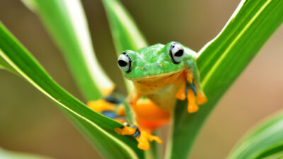 grenouilles, libellules et oiseaux