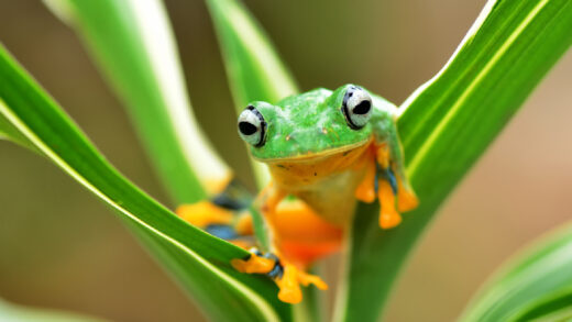 grenouilles, libellules et oiseaux
