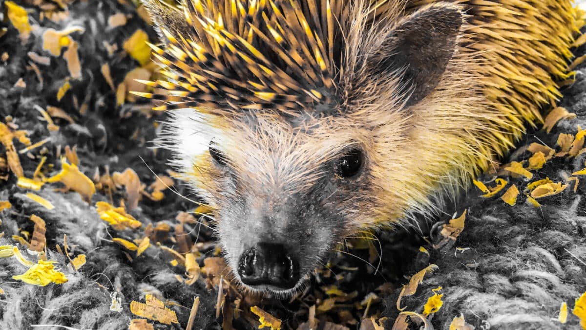 hérisson en décembre