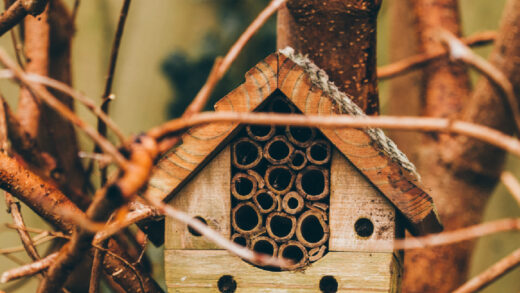 hôtel à insectes