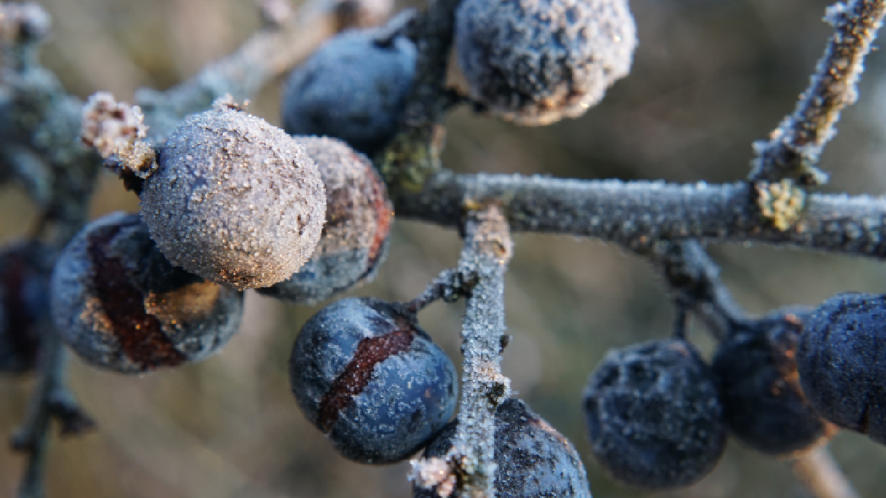 maladies hivernales sur les arbres fruitiers