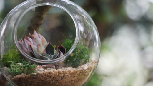 mini-monde végétal sous cloche