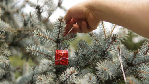 Noël 2025 _ le bon sapin