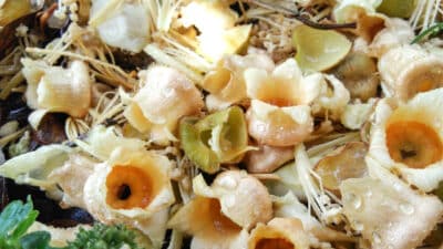 paillage épluchures