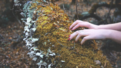 Peut-on vraiment être sanctionné pour avoir ramassé de la mousse en forêt ?