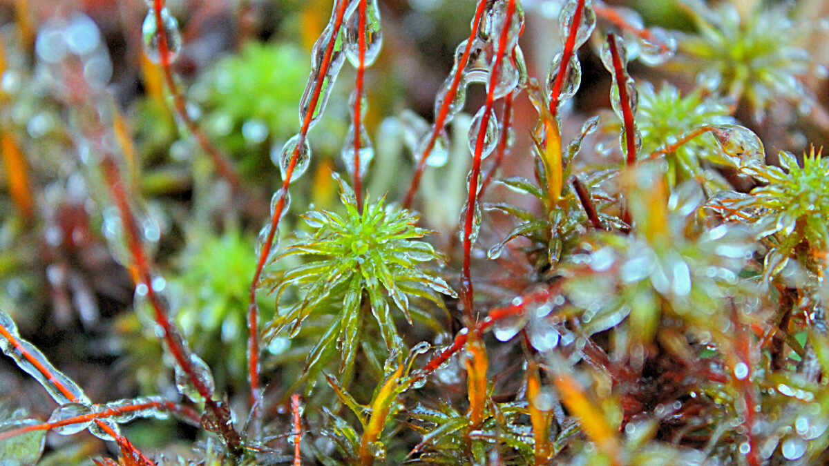 plantes vivaces adorent le froid