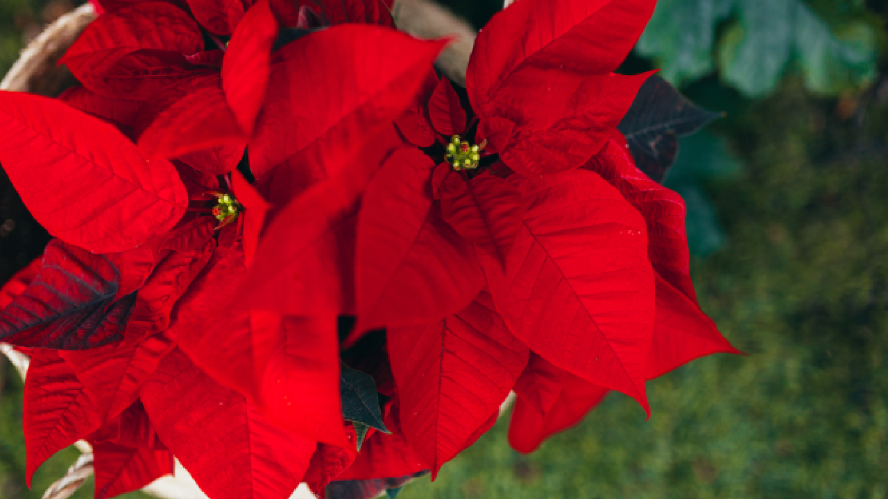 poinsettia