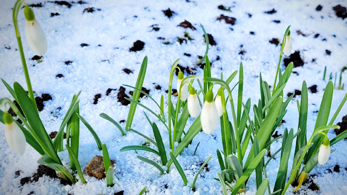 potager en hiver