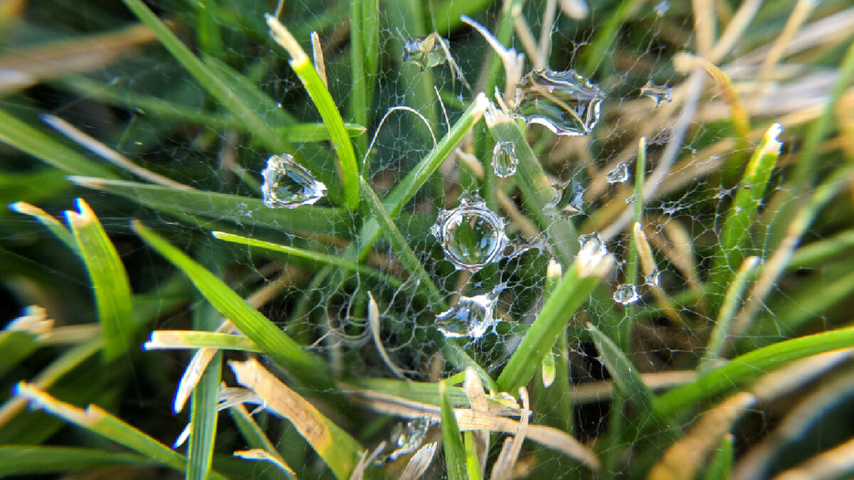 Protéger vos plantes du gel