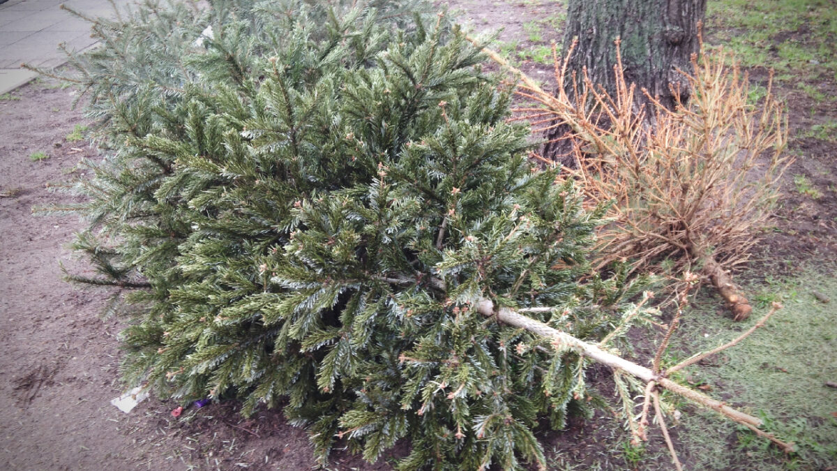 sapin de Noel