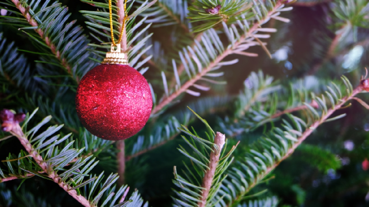 Sapins du Morvan Noël