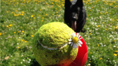 Un geste pour aider les animaux cet hiver _ laissez une balle de tennis dans votre jardin