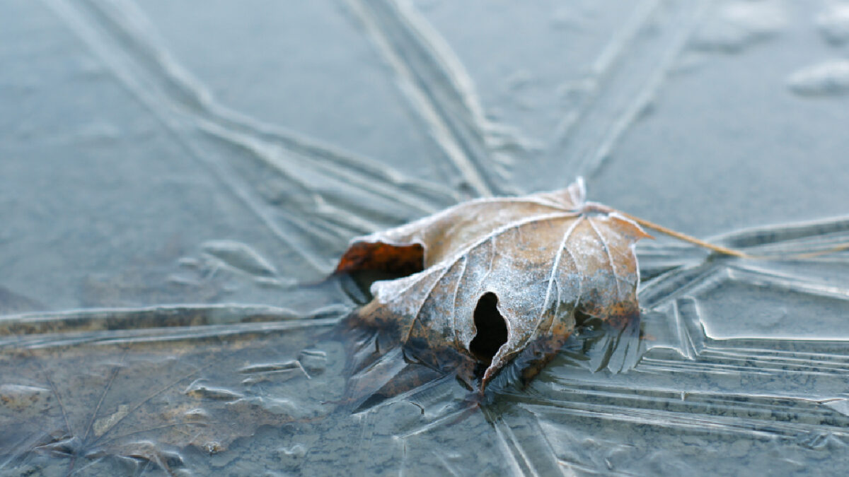 vie sous la glace