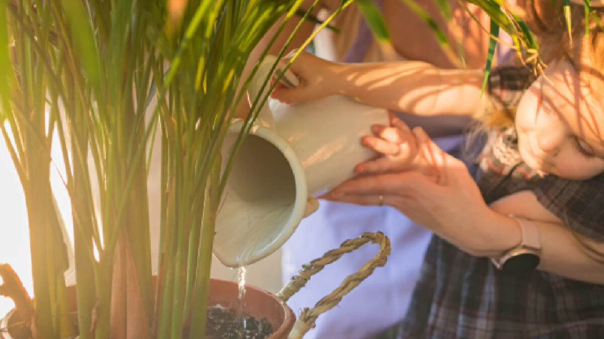arroser ses plantes en période de chauffage
