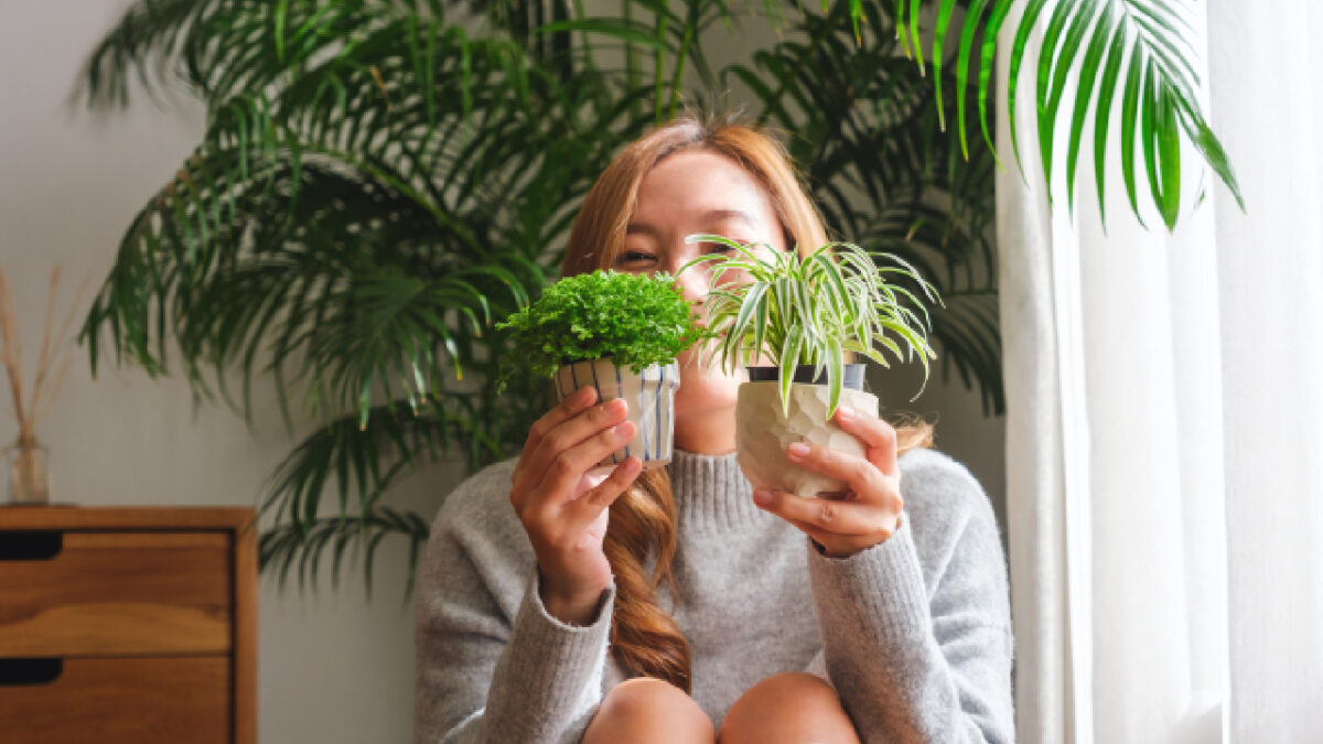 bienfaits des plantes dépolluantes