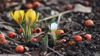 bulbes à planter en janvier