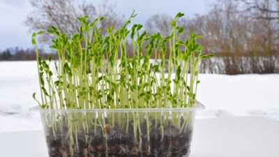 calendriers dans les semis de janvier