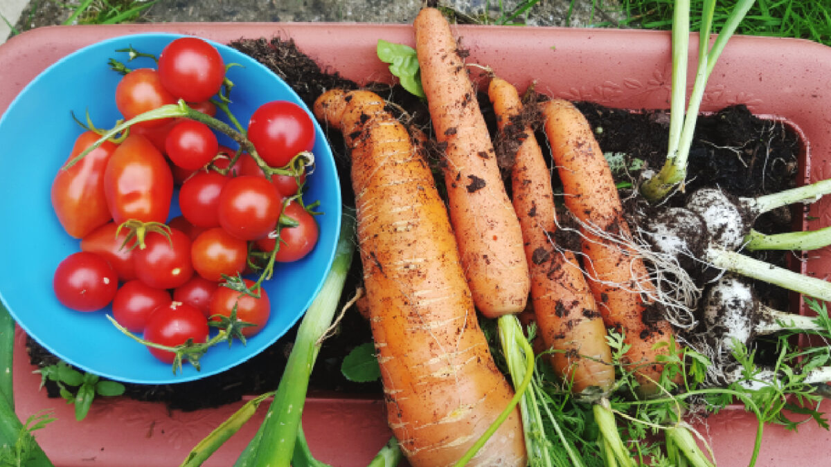 Ces légumes anciens à semer en janvier sous châssis