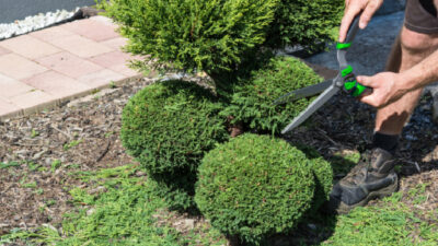 Comment entretenir ses haies et arbustes durant la dormance hivernale ?