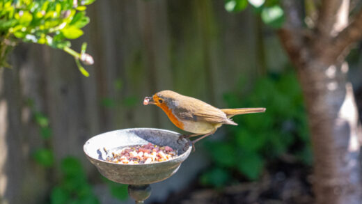 nourrir les oiseaux du jardin