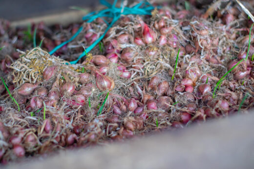 Pelures d'oignon pour vos plantes